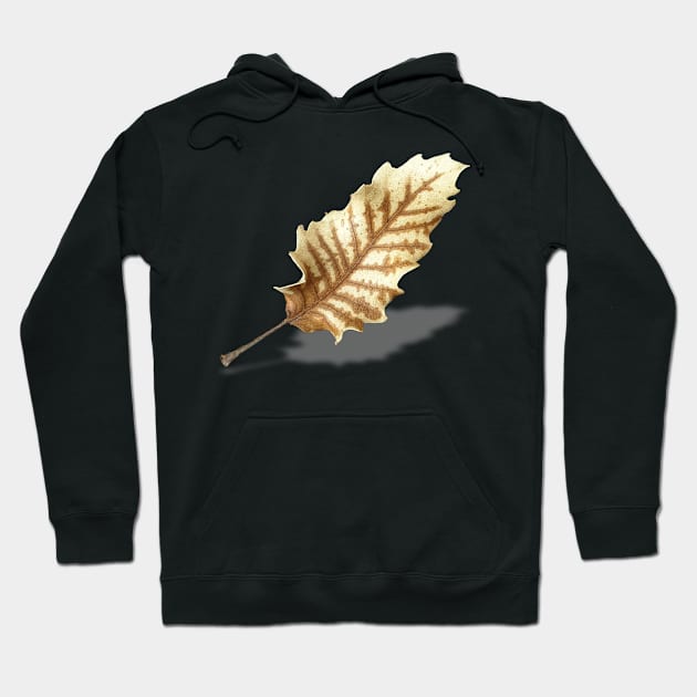 Brown Fall Leaf on White Background Hoodie by sigdesign